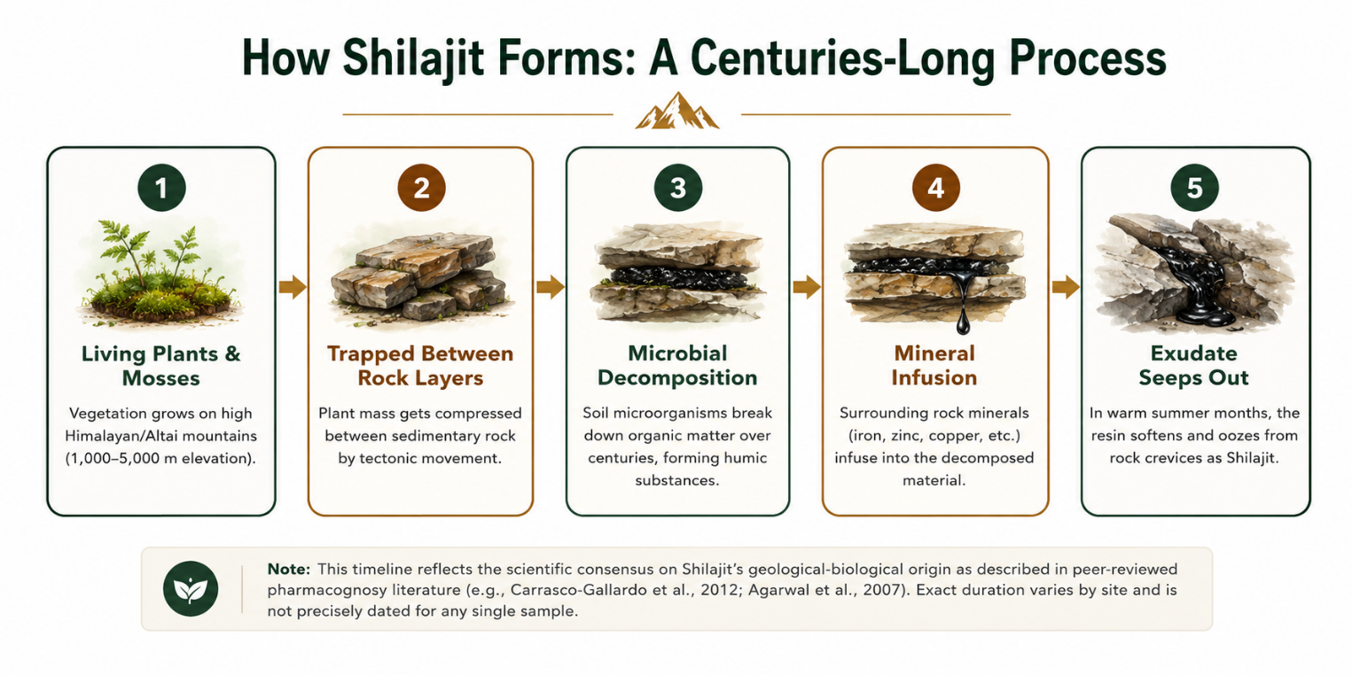 Simplified formation process of Shilajit